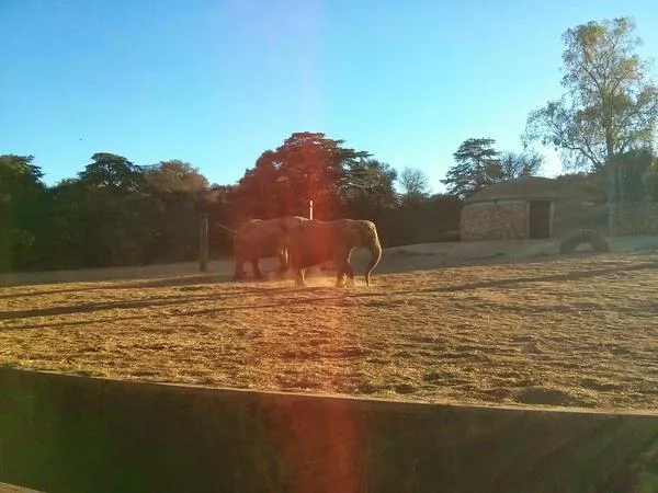 Johannesburg zoo elephants