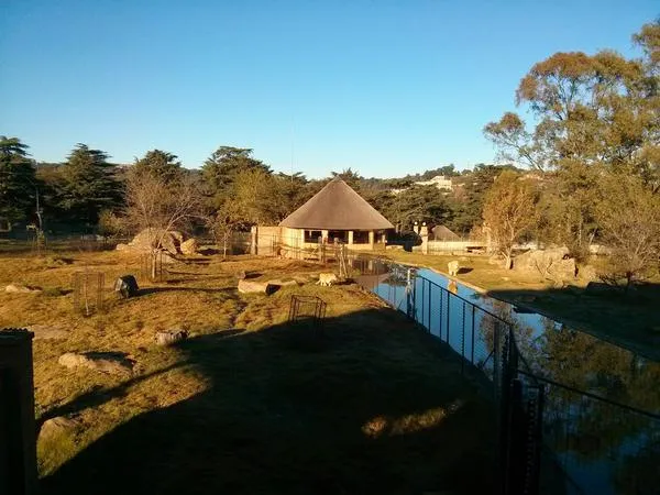 zoo trot lions