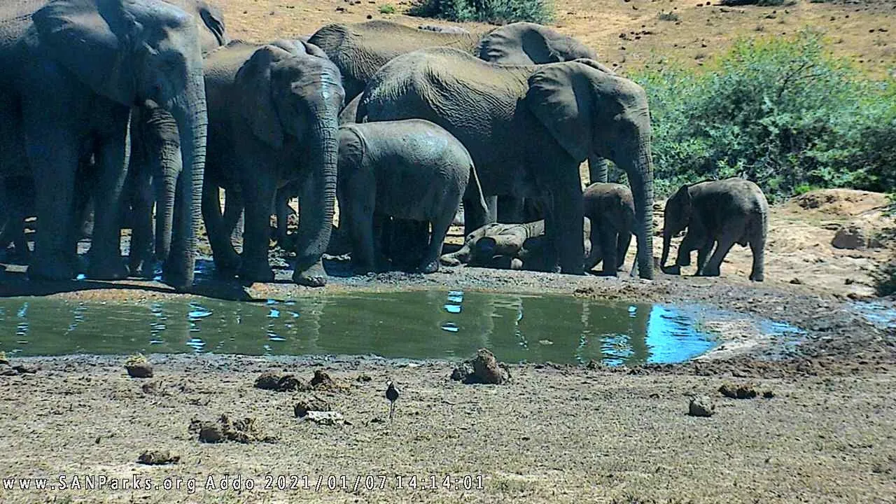 elephants SANParks