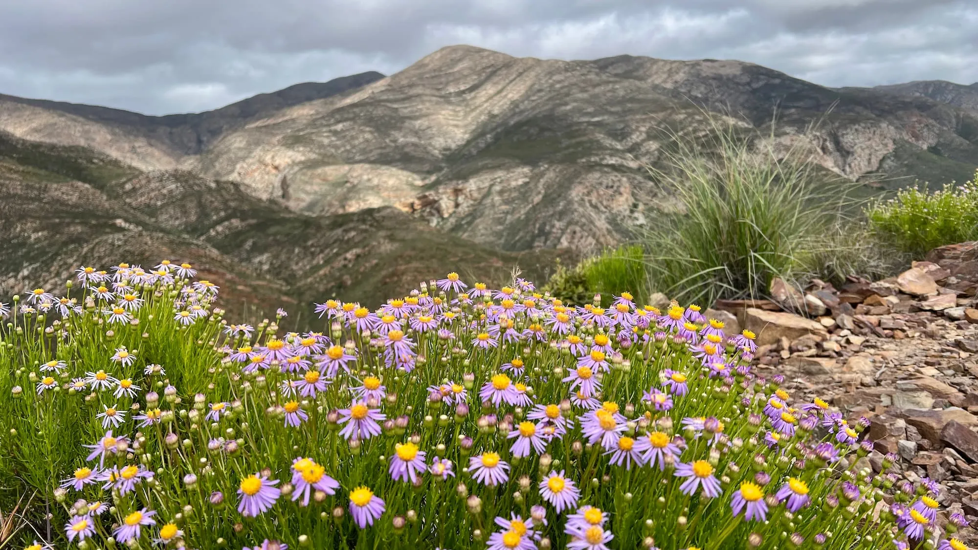 Baviaans Canyon Trail Flowers