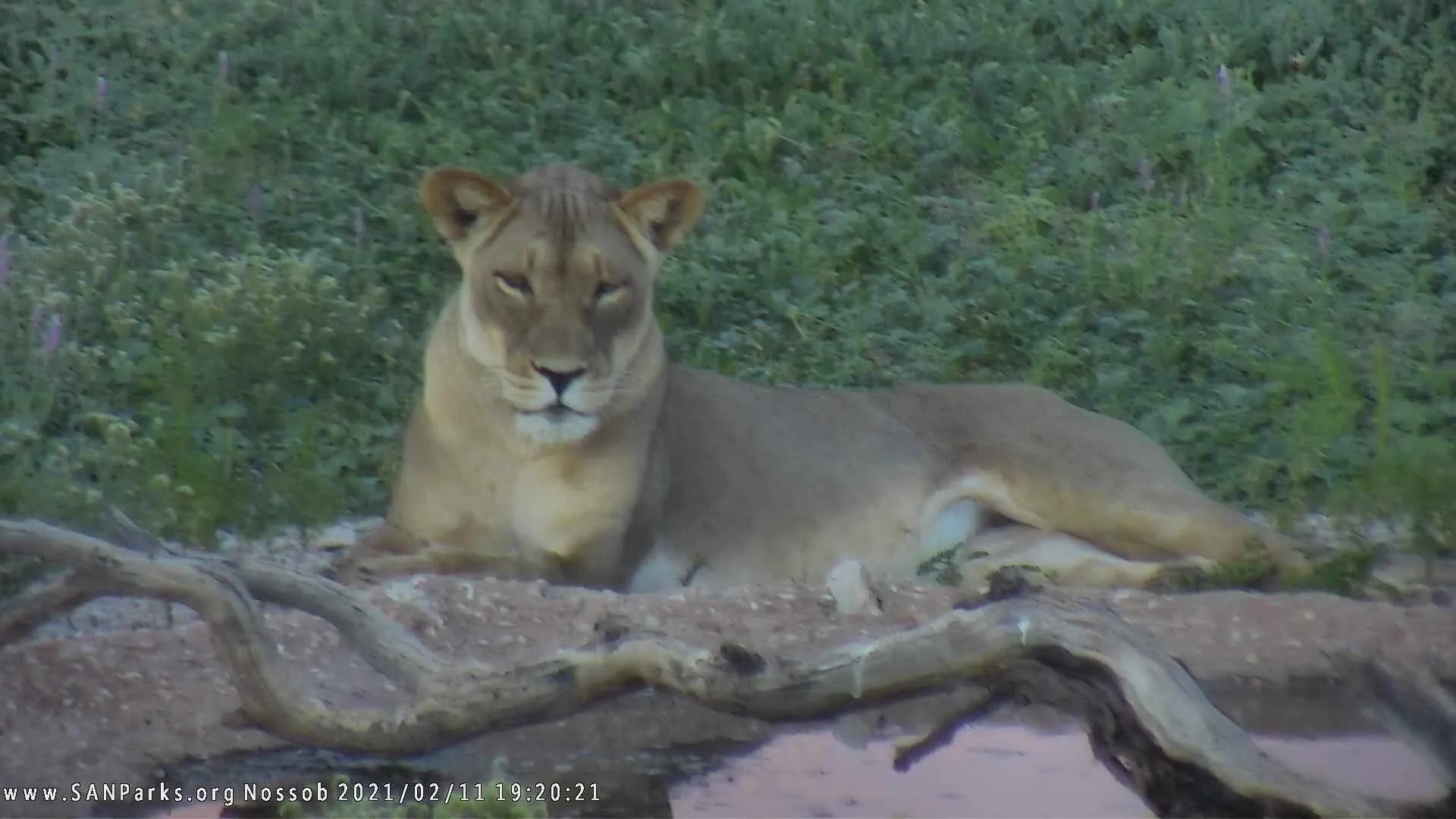 lion SANParks