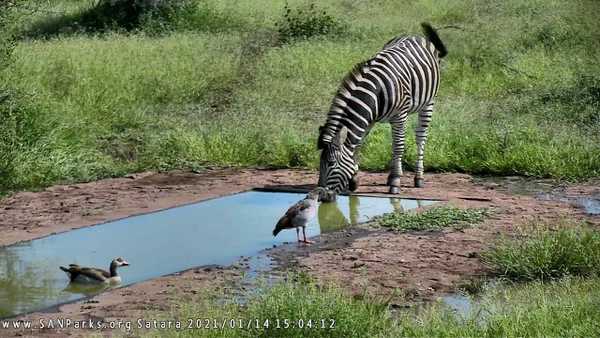 zebra SANParks